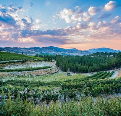 Stag Hallow vineyards